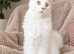 Xanti - Maine Coon Kitten For Sale - Millingport&comma; NC&comma; US