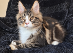 Warren - Maine Coon Kitten For Sale - Millingport&comma; NC&comma; US