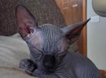 TICA Black male - Sphynx Kitten For Sale - Rockford&comma; IL&comma; US