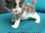 Calico female Maine Coon - Maine Coon Kitten For Sale - Bethlehem&comma; PA&comma; US
