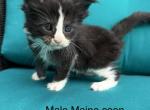 Black and White Male Maine Coon kitten - Maine Coon Kitten For Sale - Bethlehem&comma; PA&comma; US