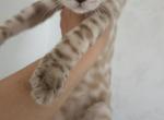 Kai - Bengal Kitten For Sale - NY&comma; US