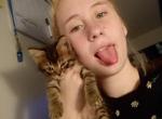 Tabby domestics - Domestic Kitten For Sale - Norfolk&comma; VA&comma; US