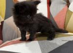 Black Female Maine Coon kitten - Maine Coon Kitten For Sale - Bethlehem&comma; PA&comma; US