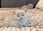 Ralph - British Shorthair Kitten For Sale - Woodland Park&comma; CO&comma; US