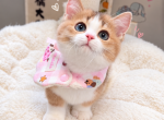 Milu - Munchkin Kitten For Sale - San Jose&comma; CA&comma; US