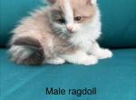 Seal Bicolor Mink Cherubim Ragdoll male kitten - Ragdoll Kitten For Sale - Bethlehem&comma; PA&comma; US