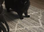 Marie - Maine Coon Kitten For Sale - Carmel&comma; NJ&comma; US