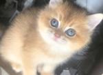 Coco - Scottish Straight Kitten For Sale - Naperville&comma; IL&comma; US