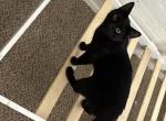 KJ - Domestic Cat For Sale - Phoenix&comma; AZ&comma; US
