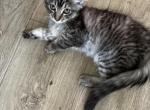 Storm - Domestic Kitten For Sale - Phoenix&comma; AZ&comma; US