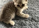 Harley - Scottish Straight Kitten For Sale - Levittown&comma; PA&comma; US