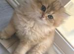 Sunny - Scottish Straight Kitten For Sale - Naperville&comma; IL&comma; US