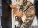 Chanel litter - Maine Coon Kitten For Sale - Wilmington&comma; DE&comma; US