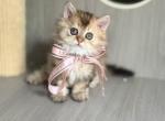 Mochi - Selkirk Rex Kitten For Sale - 