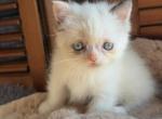 Potato - Minuet Kitten For Sale - Bedford&comma; VA&comma; US