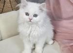 Angel - Persian Kitten For Sale - MD&comma; US