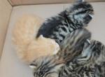 Bengal x Maine Coon Kittens Red Orange and More - Bengal Kitten For Sale - MI&comma; US