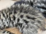 Bengal x Maine Coon Kittens Red Orange and More - Bengal Kitten For Sale - MI&comma; US