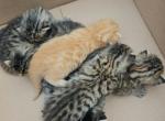 Bengal x Maine Coon Kittens Red Orange and More - Bengal Kitten For Sale - MI&comma; US