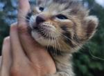 Bengal x Maine Coon Kittens Red Orange and More - Bengal Kitten For Sale - MI&comma; US