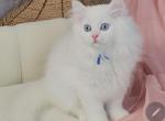 Blue - Persian Kitten For Sale - MD&comma; US