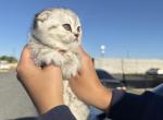 whiskey - Scottish Fold Kitten For Sale - 