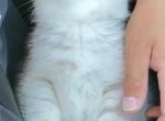 teddy - Scottish Straight Kitten For Sale - Othello&comma; WA&comma; US
