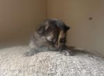 Tortoiseshell kitten - American Longhair Kitten For Sale - Germantown&comma; MD&comma; US