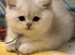 Elmo - British Shorthair Kitten For Sale - OR&comma; US