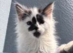 Pepper - Maine Coon Kitten For Sale - Canyon Lake&comma; CA&comma; US