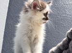 Pepper - Maine Coon Kitten For Sale - Canyon Lake&comma; CA&comma; US