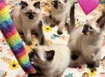 Tootsie Two and Kojai Bear - Balinese Kitten For Sale - Minden&comma; NV&comma; US