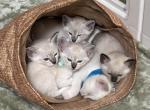 Lynx Point Old Style Siamese Kittens - Siamese Kitten For Sale - 