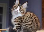 Bright Star - Maine Coon Kitten For Sale - Miami&comma; FL&comma; US
