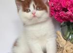 Ferris - British Shorthair Kitten For Sale - 