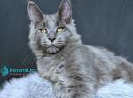 Lion King - Maine Coon Kitten For Sale - Miami&comma; FL&comma; US