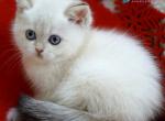 Bella - Scottish Straight Kitten For Sale - Miami&comma; FL&comma; US