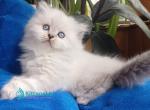 Denya - Scottish Straight Kitten For Sale - Miami&comma; FL&comma; US