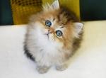 Leo - Scottish Straight Kitten For Sale - Miami&comma; FL&comma; US