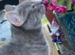 Willow - American Shorthair Cat For Adoption - Elkton&comma; MD&comma; US