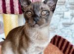 Uma - Burmese Kitten For Sale - Miami&comma; FL&comma; US