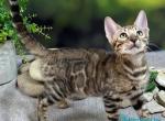 Henry - Bengal Kitten For Sale - Miami&comma; FL&comma; US