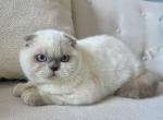 Scottish Fold Color Point Male - Scottish Fold Kitten For Sale - Orlando&comma; FL&comma; US