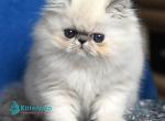 Areta - Persian Kitten For Sale - Pembroke Pines&comma; FL&comma; US