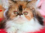 Yummy - Persian Kitten For Sale - Pembroke Pines&comma; FL&comma; US