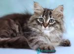 Gemma - Siberian Kitten For Sale - Pembroke Pines&comma; FL&comma; US