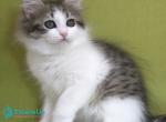Hortenziy - Siberian Kitten For Sale - Pembroke Pines&comma; FL&comma; US