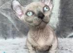 Athena - Devon Rex Kitten For Sale - Norwalk&comma; CT&comma; US