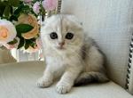 Scottish Fold Silver Brother And Sister - Scottish Fold Kitten For Sale - Orlando&comma; FL&comma; US